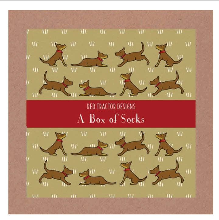 Red Tractor Designs - Boxed Set Socks - Red&Tan Kelpies