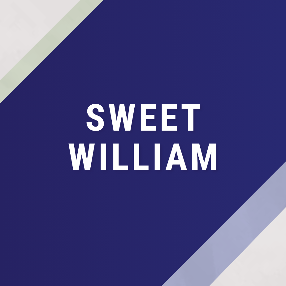 Sweet William