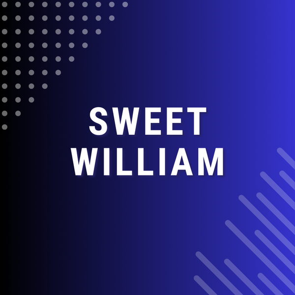 Sweet William