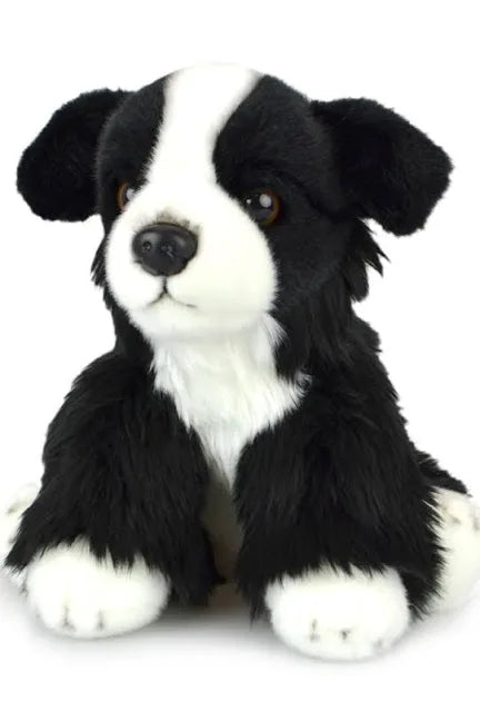 Kormico - Border Collie