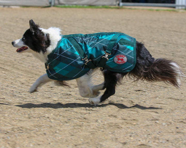 Thermo Master - Supreme Dog Coat in Emerald Diamond