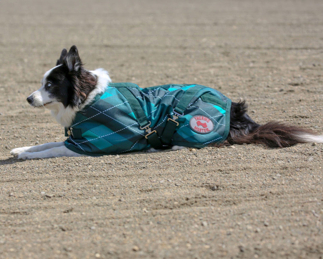 Thermo Master - Supreme Dog Coat in Emerald Diamond