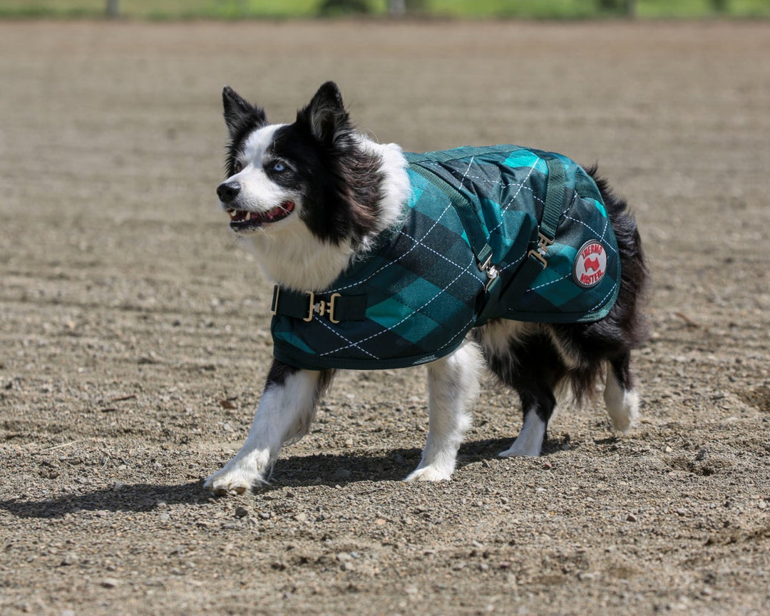 Thermo Master - Supreme Dog Coat in Emerald Diamond