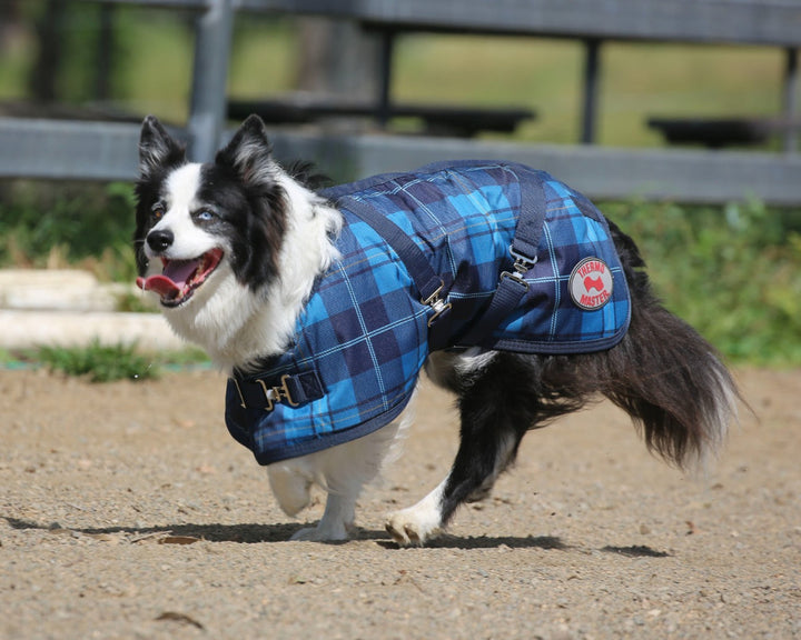 Thermo Master - Supreme Dog Coat in Blue Tartan